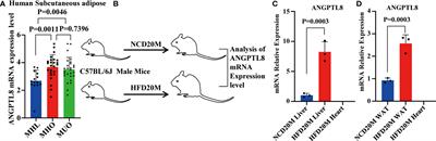 ANGPTL8 promotes adipogenic differentiation of mesenchymal stem cells: potential role in ectopic lipid deposition